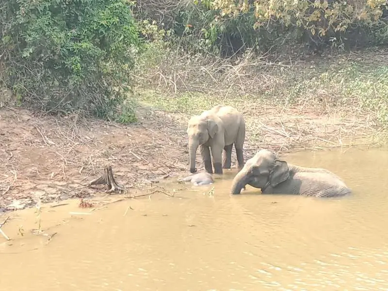 নাইক্ষ্যংছড়িতে ডোবায় শাবকের মৃত্যু, পাশে হাতি দম্পতি