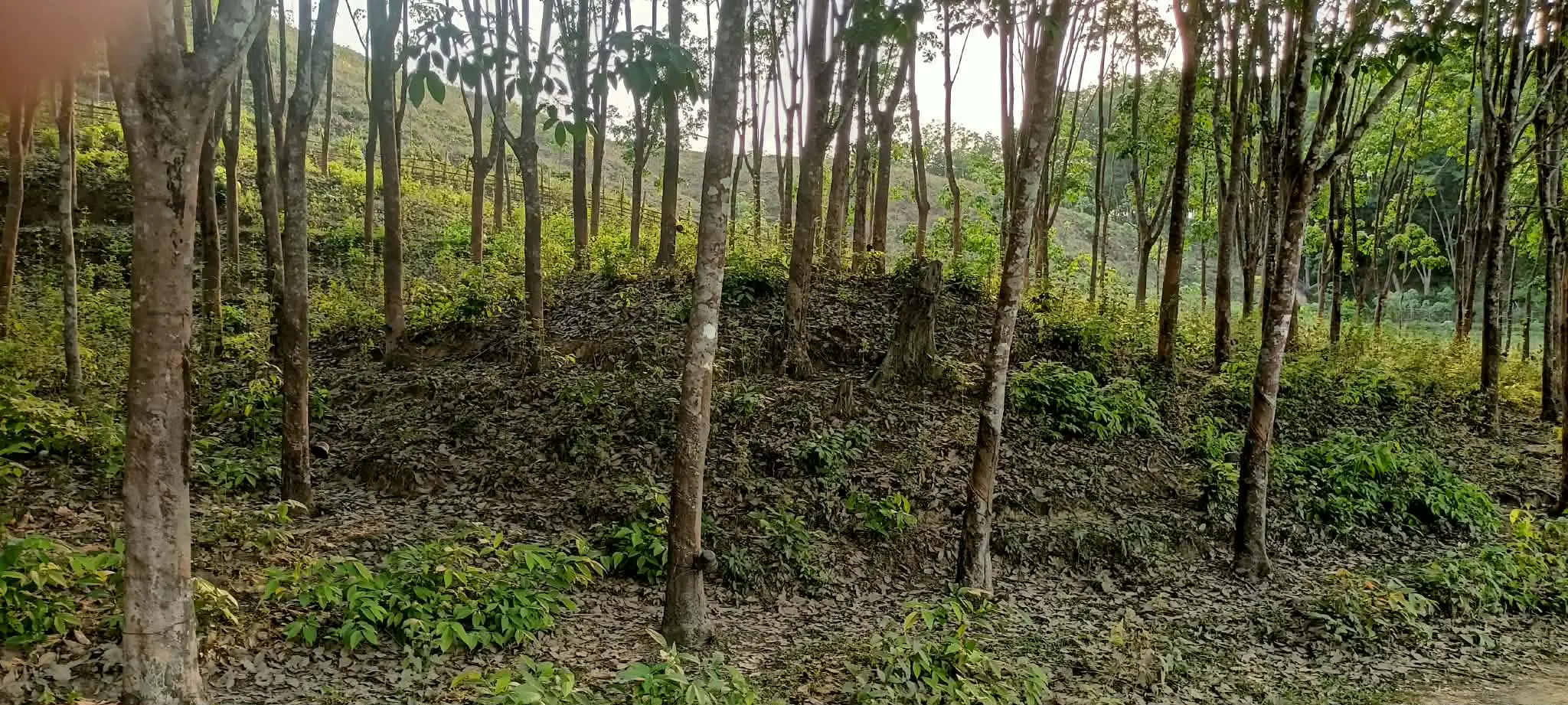নাইক্ষ‍্যংছড়ির বাইশারীতে ৩ রাবার শ্রমিক অপহরণ,বাগান মালিকদের মধ্যে আতঙ্ক