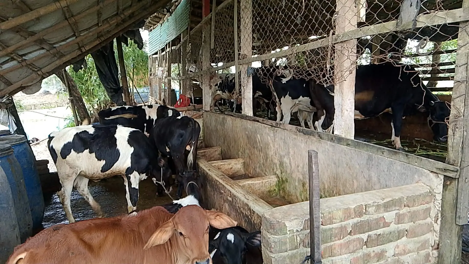 চকরিয়ায় মধ্যরাতে এগ্রো খামারে ডাকাতি, ৩৬টি ছাগল লুটের অভিযোগ