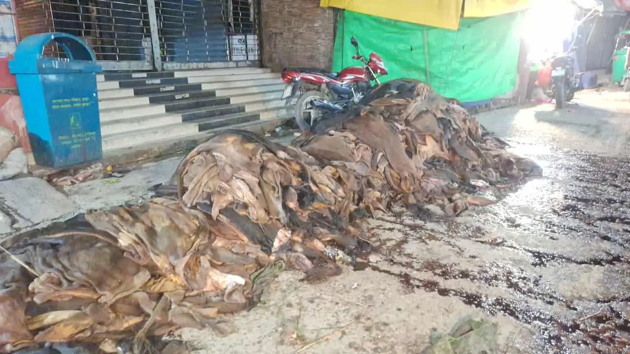ফটিকছড়িতে সড়কে পড়ে রইল চামড়া