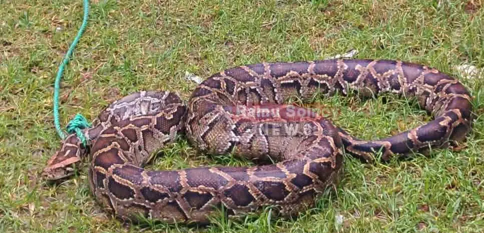 রামুতে জেলের জালে ধরা পড়া বিশাল অজগর নিরাপদ অরণ্যে অবমুক্ত