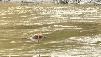 হালদায় ভাসছে মৃত গরু, দূষণের শঙ্কা