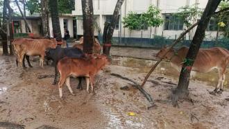 নাইক্ষ্যংছড়ি সীমান্ত দিয়ে অবৈধভাবে আনা ১০ বিদেশি গরু আটক