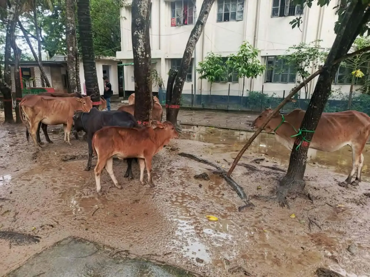 নাইক্ষ্যংছড়ি সীমান্ত দিয়ে অবৈধভাবে আনা ১০ বিদেশি গরু আটক