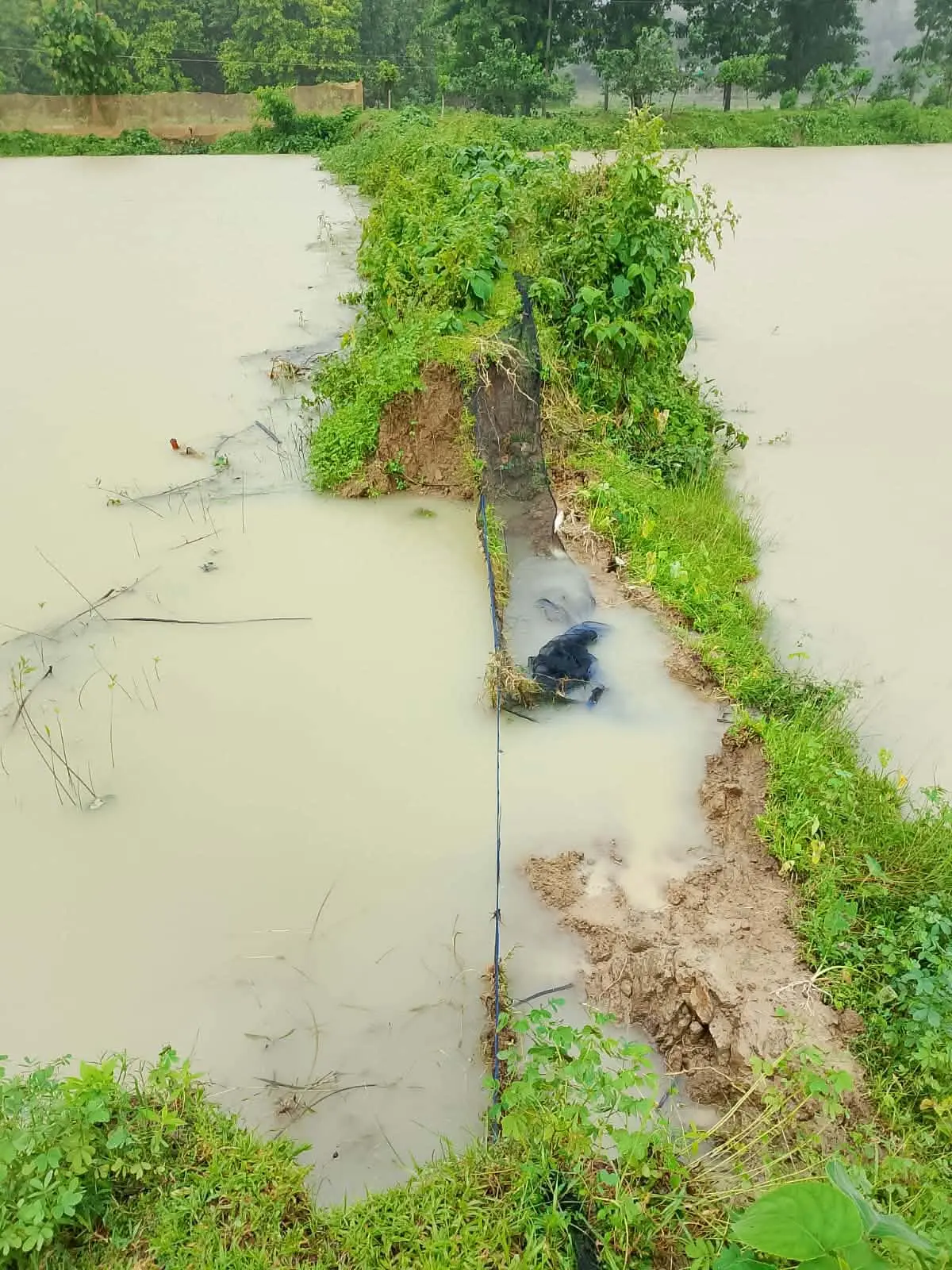 লামায় স্মরণকালের বন্যায় মৎস্য খাতে ব্যাপক ক্ষয়ক্ষতি: পুকুর ও ফিশারিতে ক্ষতি প্রায় দেড় কোটি টাকা