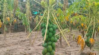 নাইক্ষ্যংছড়িতে পেঁপেচাষিদের স্বপ্ন শেষ করে দিল বন্যা