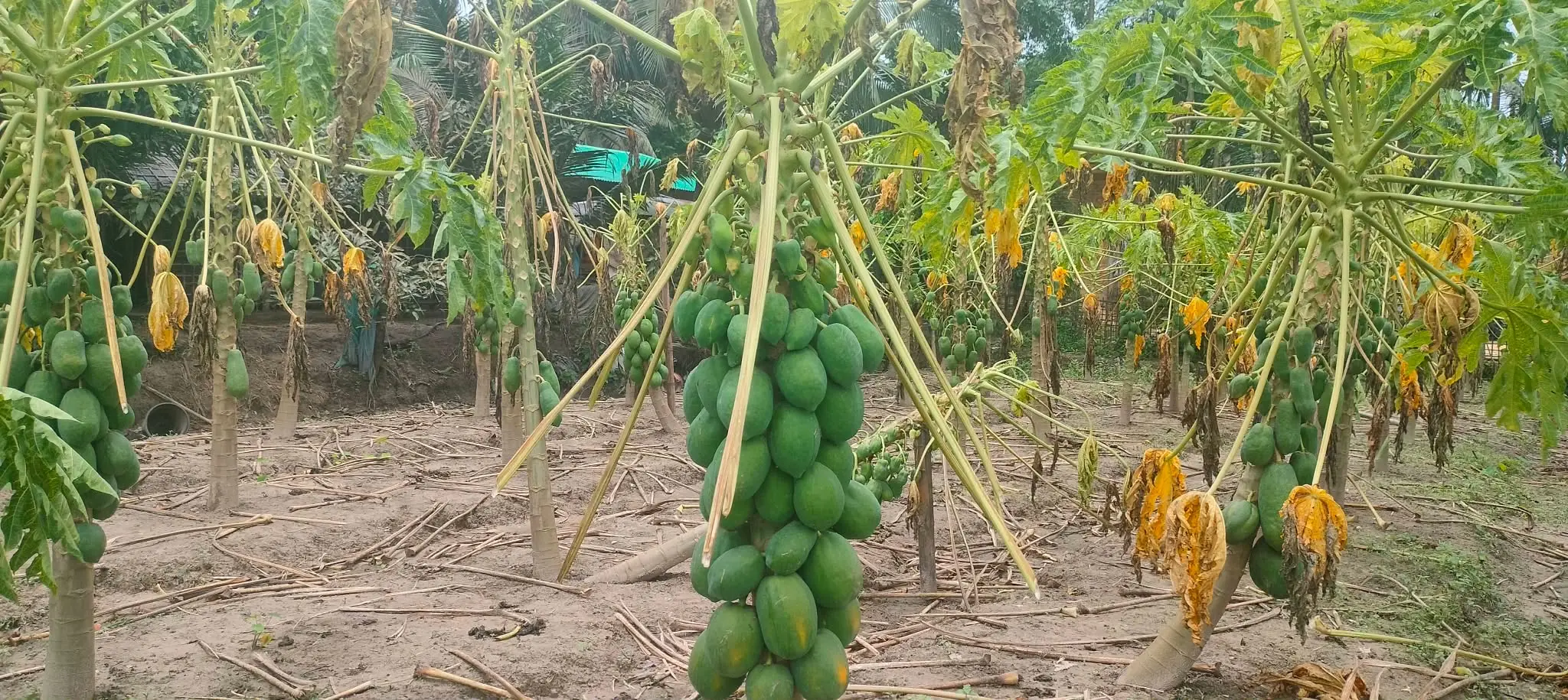 নাইক্ষ্যংছড়িতে পেঁপেচাষিদের স্বপ্ন শেষ করে দিল বন্যা