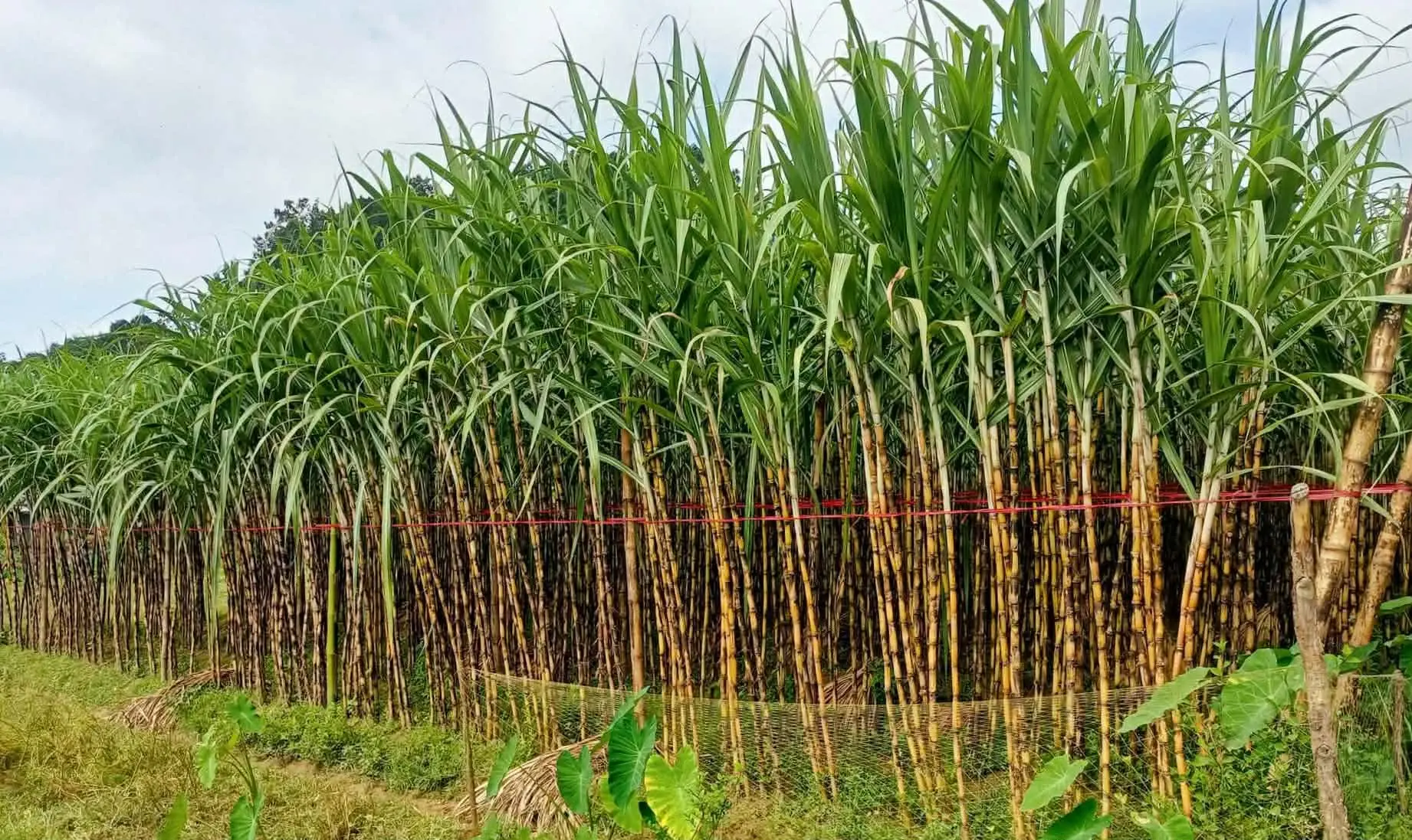 পটিয়ায় আখ চাষে সফলতা: কৃষক সেতু রুদ্রের মুখে হাসি