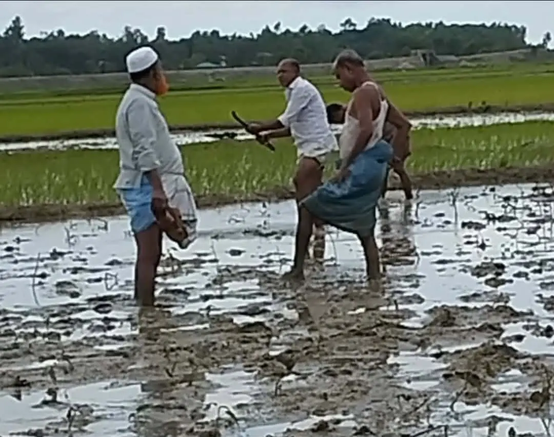 খুটাখালীতে সন্ত্রাসীদের চাঁদা না দেওয়ায় আমন চাষে বাধা, হামলা
