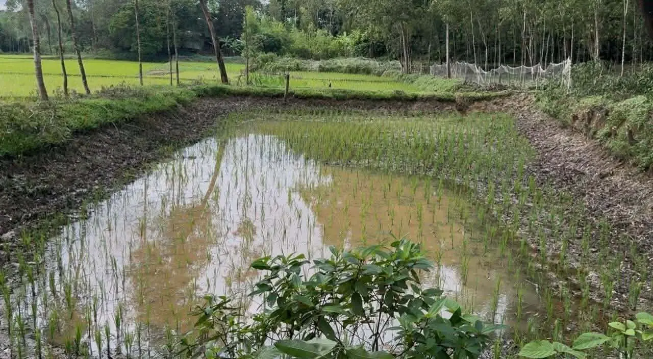 সাতকানিয়ায় সংখ্যালঘু পরিবারের পুকুরের মাছ লুট ও গাছ কাটার অভিযোগ