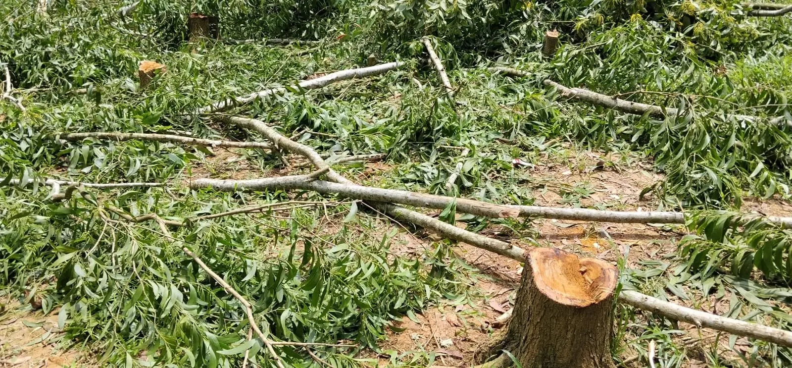 বাঁশখালীতে রাতের আঁধারে দেড় শতাধিক গাছ কাটার অভিযোগ