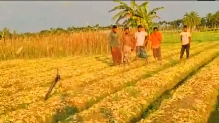 নকল বালাইনাশক প্রয়োগে মুলা-ধনে খেত পুড়ে সাড়ে ৬ লাখ টাকার ক্ষতির অভিযোগ