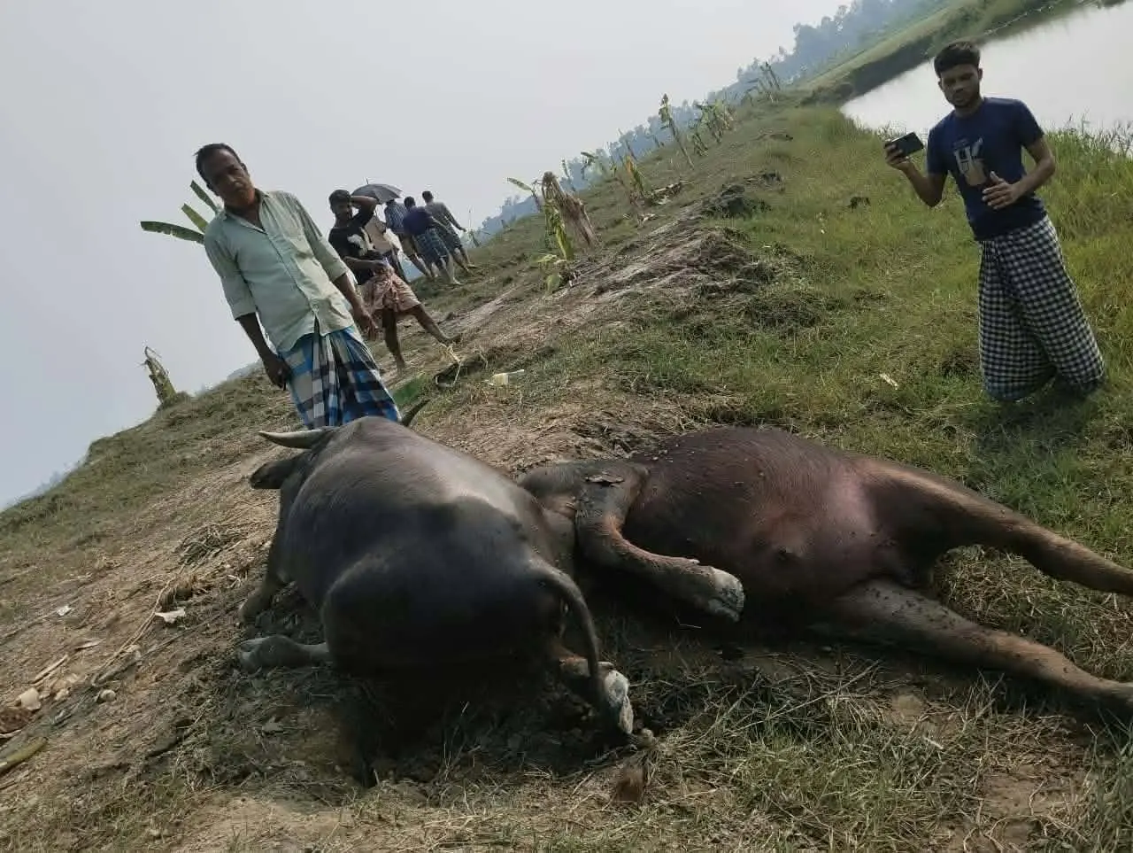 আনোয়ারা অণ্ডকোষ কেটে কৃষকের দুটি মহিষ হত্যা