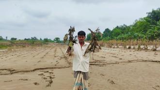 ফটিকছড়িতে ফসল ঘরে তোলার আগেই সর্বনাশ, ঋণের চাপে কৃষক