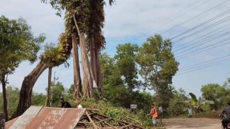 সড়ক প্রশস্তকরণের বলি ঐতিহাসিক ‘চেগাইয়া বটগাছ’