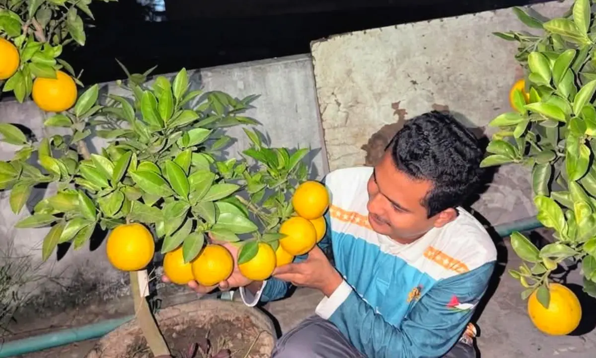 পটিয়ায় বাড়ির ছাদে থাই আনার ও মালটা চাষে প্রশংসিত তরুণ