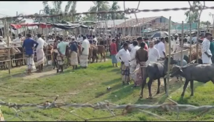প্রশাসনকে বৃদ্ধাঙ্গুলি দেখিয়ে বহালতবিয়তে ইলিশিয়া গরুর হাট, রাজস্ব হারাচ্ছে সরকার