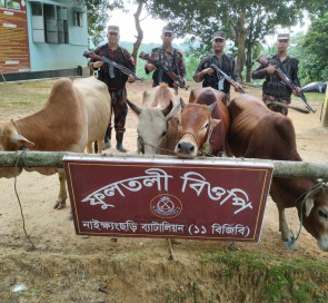 নাইক্ষ‍্যংছড়িতে বিজিবির দুই দিনের পৃথক অভিযানে:৭ বিদেশি গরু আটক