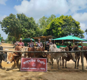 নাইক্ষ‍্যংছড়ি সীমান্ত দিয়ে আসা মিয়ানমারের ১২ গরু আটক: অভিযান আরো জোরদার  করার দাবি