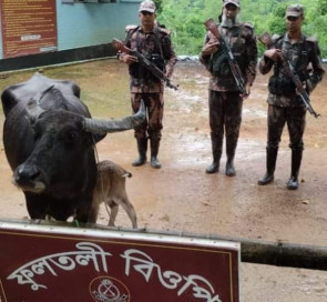 নাইক্ষ‍্যংছড়ি সীমান্ত দিয়ে অবৈধভাবে  আসা দুই বিদেশি মহিষ আটক