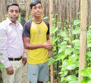 আলীকদমে পান চাষে ভাগ্য বদলের স্বপ্ন দেখছেন প্রান্তিক কৃষকরা