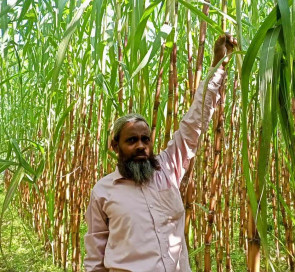 আলীকদমে আখ চাষে প্রান্তিক পর্যায়ে কৃষকরা স্বাবলম্বী