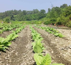 আলীকদমে তামাক কোম্পানির প্রলোভনে পড়ে তামাক চাষ, জীববৈচিত্র্য হুমকির মুখে