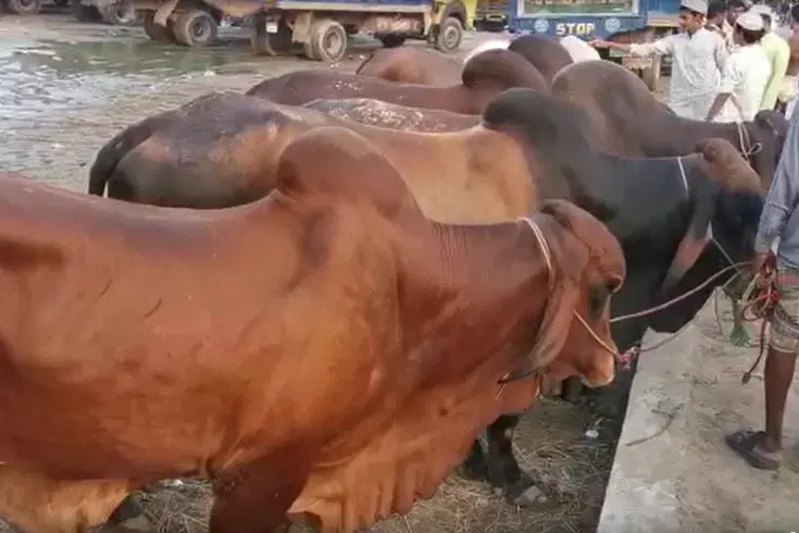 নাইক্ষ্যংছড়িতে বিজিবির আটক করা ২৪ বার্মিজ গরুর নিলাম সম্পন্ন