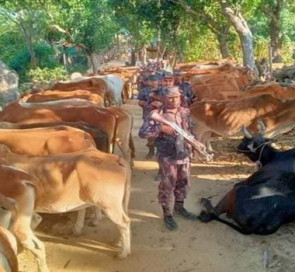 নাইক্ষ‍্যংছড়ি সীমান্ত দিয়ে অবৈধ পথে আসা চার বিদেশি গরু আটক