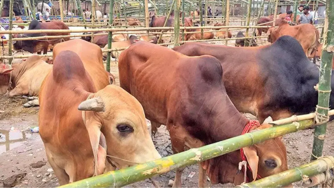 এবার ৩৫ হাজারেরও বেশি পশুর ঘাটতি চট্টগ্রামে, দাম নিয়ে মিশ্র প্রতিক্রিয়া