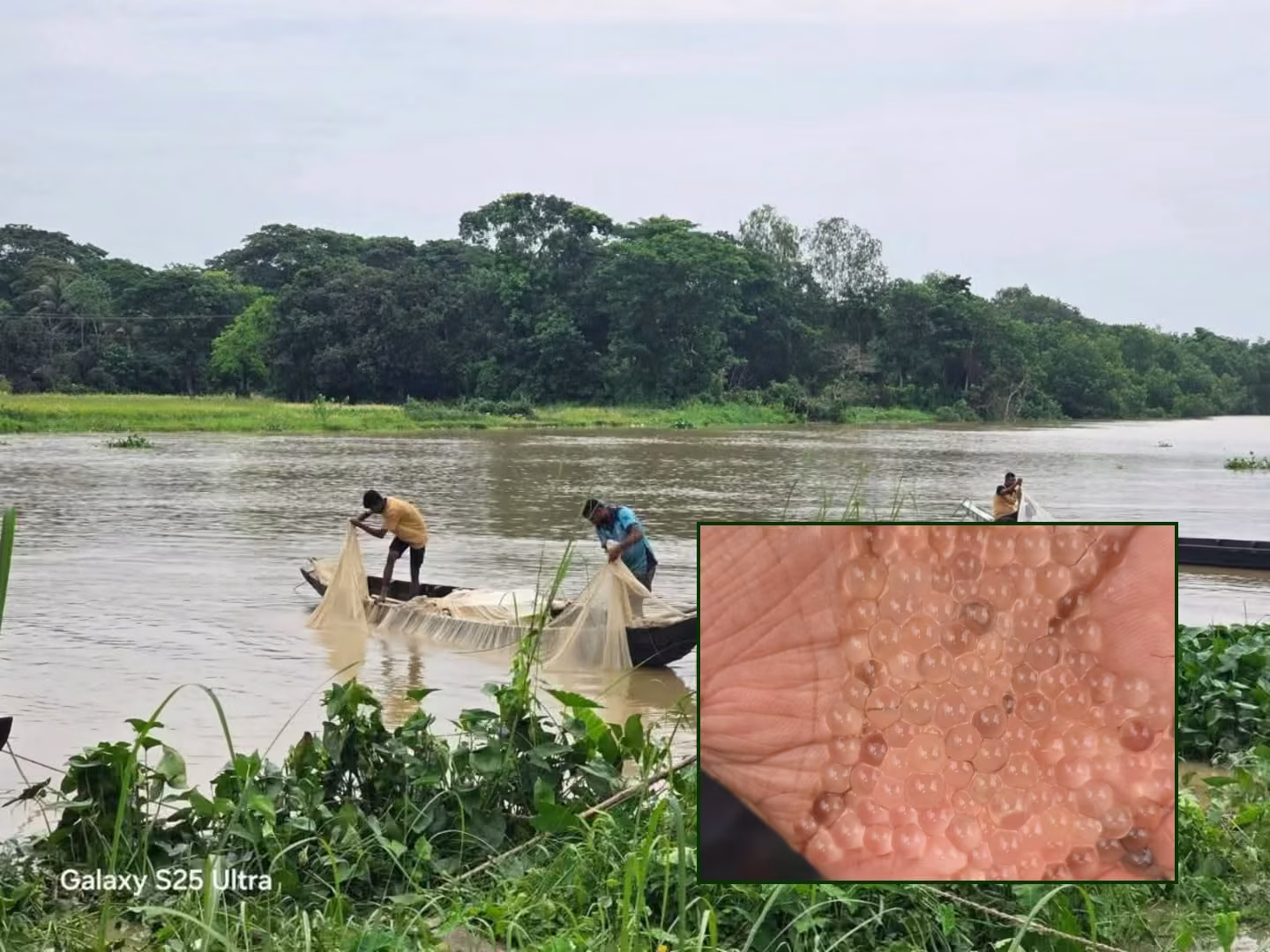 হালদায় নমুনা ডিম ছেড়েছে মা মাছ জোয়ারে পুরোদমে ছাড়ার সম্ভাবনা